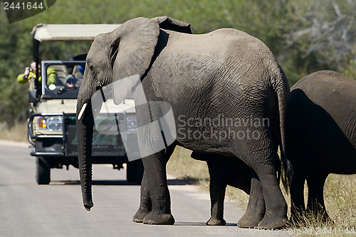 Image of Elephants and tourist