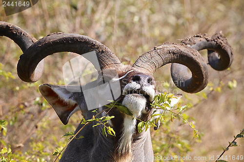 Image of Kudu