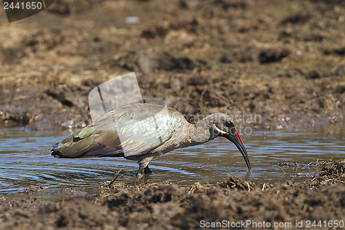 Image of Hadeda ibis