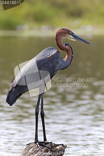 Image of Goliath Heron