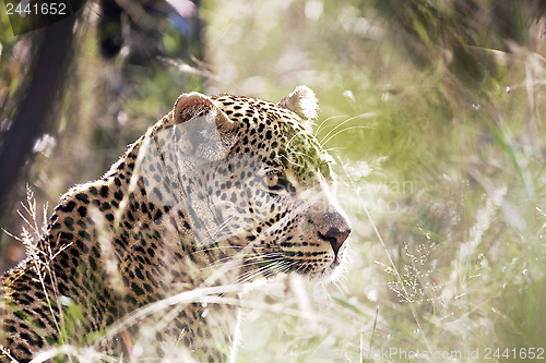 Image of Leopard