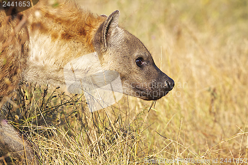 Image of Spotted Hyaena