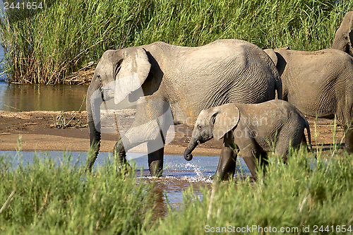 Image of Elephants drinking