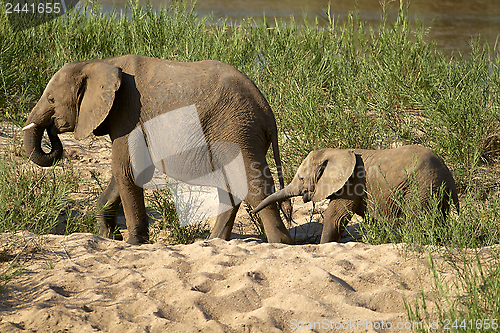 Image of Elephants 