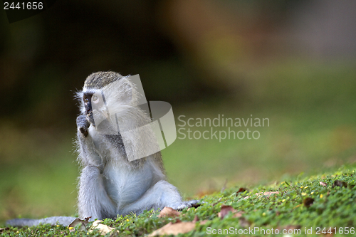 Image of Baby monkey