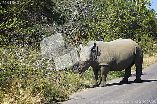 Image of White Rhino