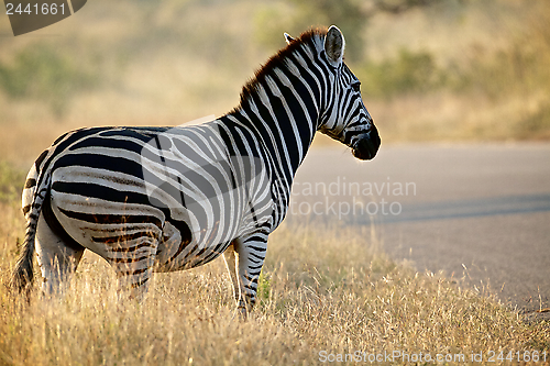 Image of Zebra