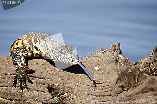 Image of Water Leguaan