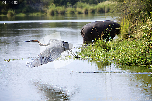 Image of Goliath Heron - Away