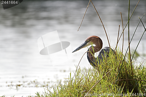 Image of Goliath Heron