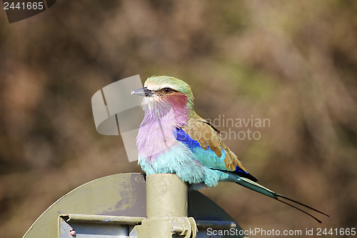 Image of Lilac breasted roller