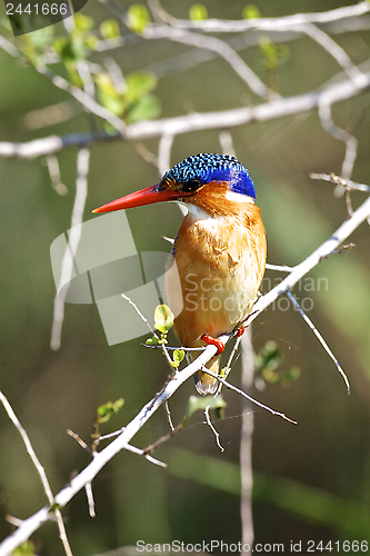 Image of Malachite Kingfisher