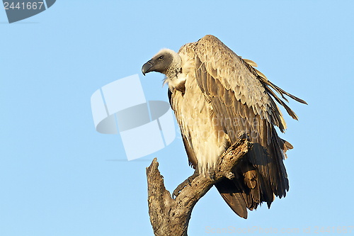 Image of Vulture