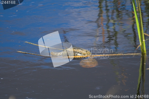 Image of Mating Turtles