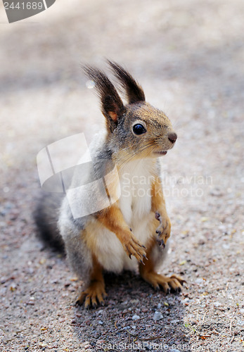 Image of Squirrel