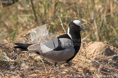 Image of blacksmith lapwing