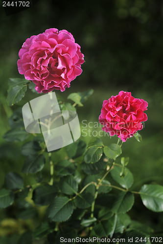 Image of Roses