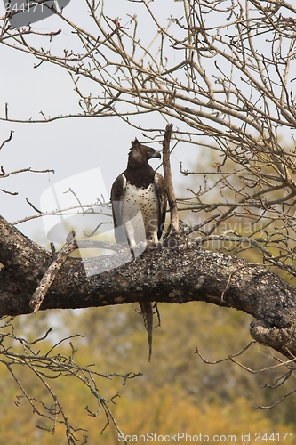 Image of Martial Eagle