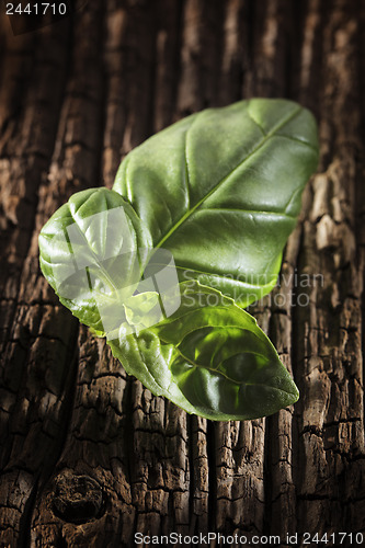 Image of Basil
