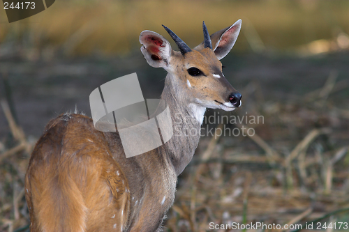 Image of bushbuck