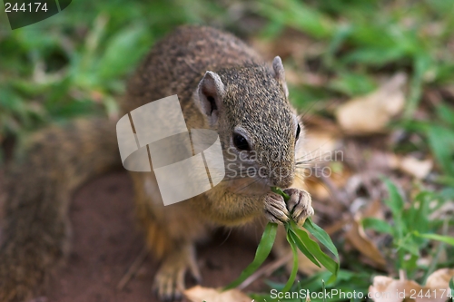 Image of squirrel lunch