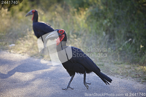 Image of Southern Ground Hornbill