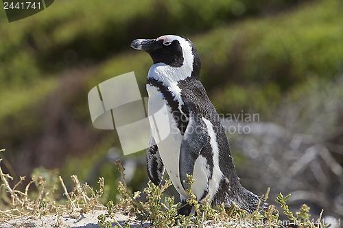 Image of Penguin