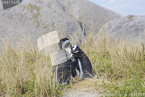 Image of Penguins in love