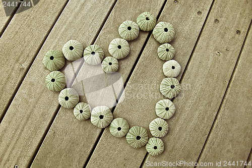 Image of Sea urchins