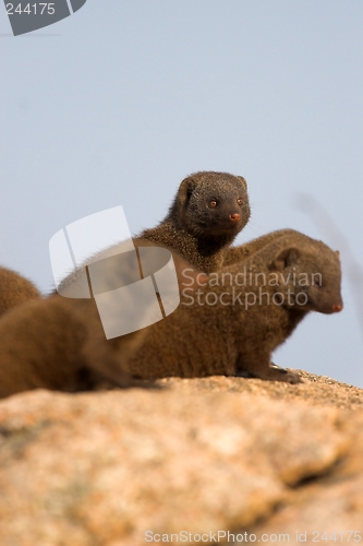 Image of dwarf mongoose