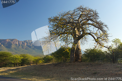 Image of Baobab tree 