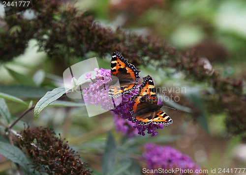 Image of Monarchs