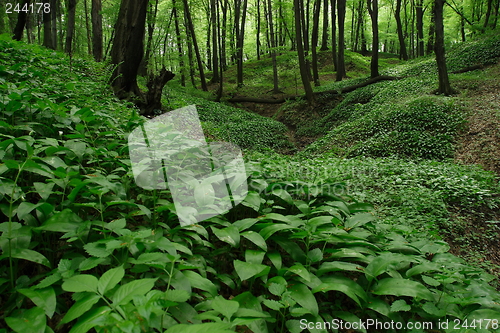 Image of green forest