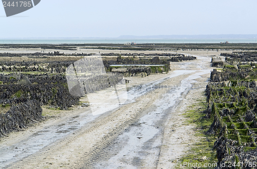 Image of oyster beds at Cancale