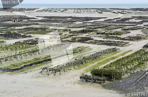 Image of oyster beds at Cancale