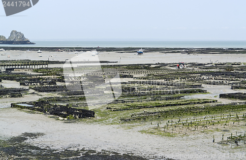 Image of oyster beds at Cancale