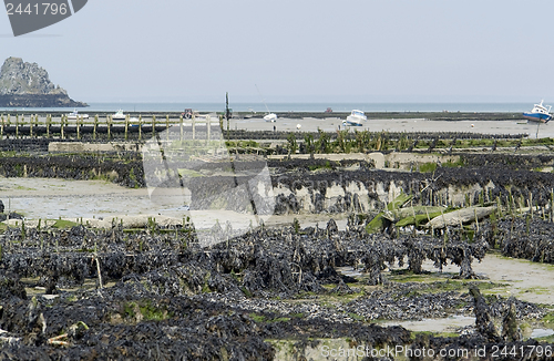 Image of oyster beds at Cancale