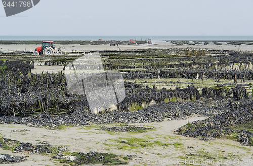 Image of oyster beds at Cancale