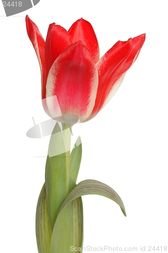 Image of Red Tulip