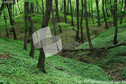 Image of green forest