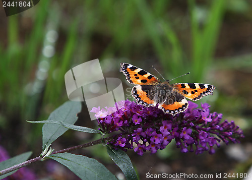 Image of Monarch Butterfly