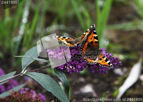 Image of Monarch Butterfly
