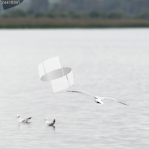 Image of A Bird in Flight