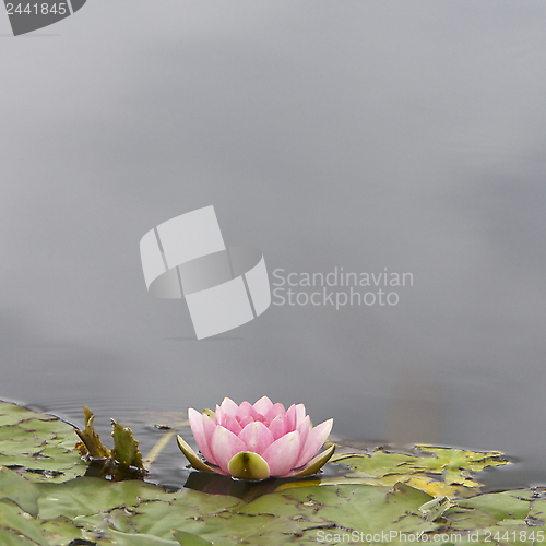 Image of Lilly, Flower