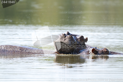 Image of Hippo 