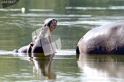 Image of Hippo yawning