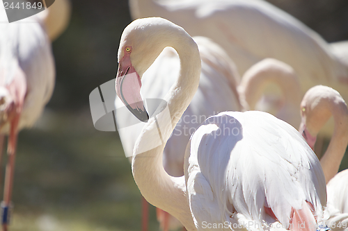 Image of Flamingo