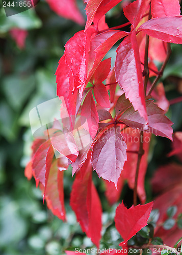 Image of Foliage