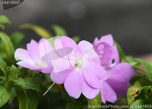 Image of Purple Flower