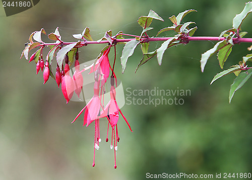 Image of Fuchsia